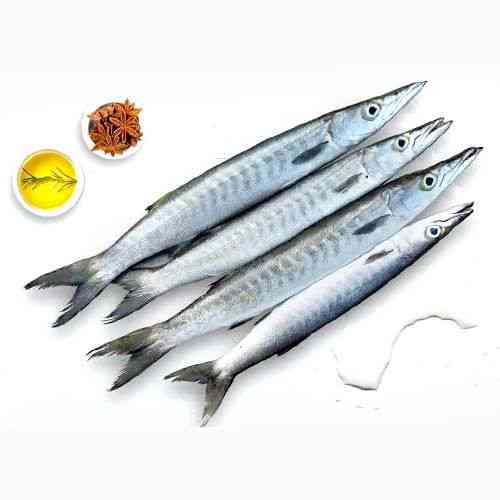 Barracuda/Sheela / KG